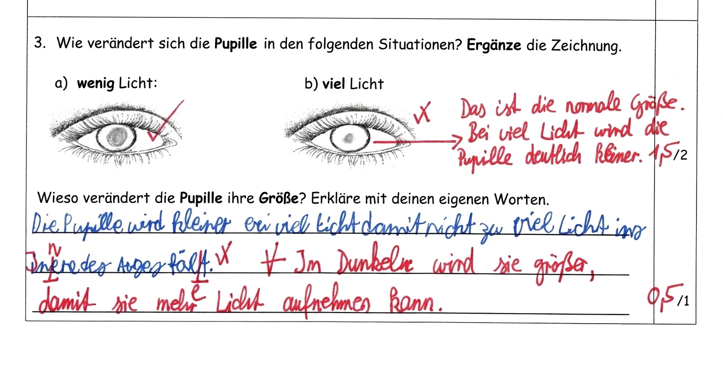 Ausschnitt aus einer Probe: Aufgabe zur Pupille bei wenig und bei viel Licht. Die Antwort des Kindes ist blau geschrieben, die Korrektur der Lehrkraft rot.